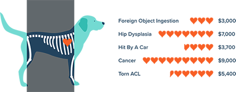 FIGO Pet Insurance Graphic